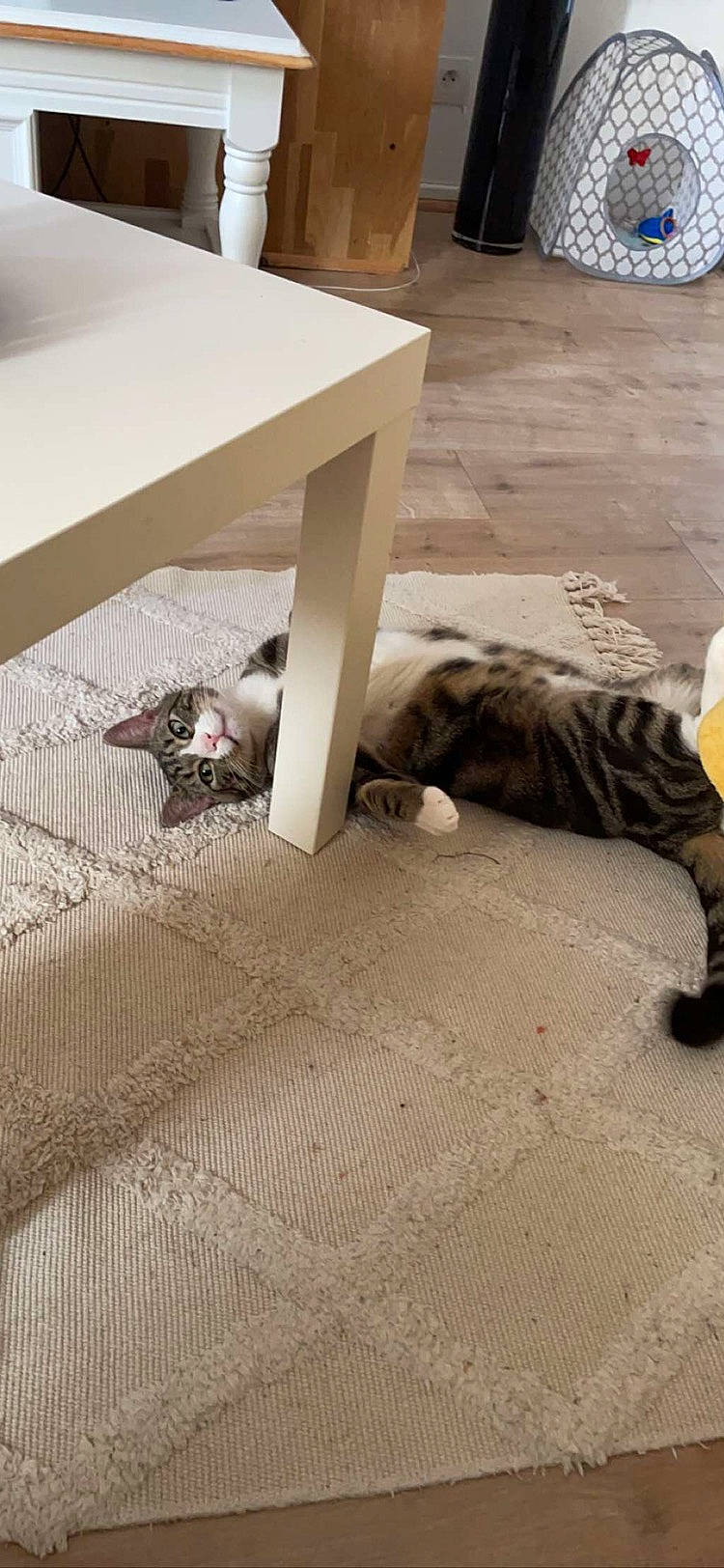 Rix participe au concours pour gagner de l'argent avec cette photo : carnivore, carpet, cat, comfort, domestic_short_haired_cat, fawn, felidae, floor, flooring, grey, hardwood, laminate_flooring, plywood, rectangle, small_to_medium_sized_cats, tail, whiskers, wood, wood_flooring, wood_stain