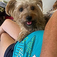 Pouna a rejoint le concours — aidez-le/la à gagner de superbes lots ! dog, pet, lap, person, indoor, casual, clothing, blue_shirt, butterfly_pattern, happy, tongue_out, scruffy, fur, legs, relaxing, home, furniture, blurred_background, companion, cute