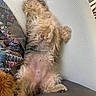 Pouna participe au concours pour gagner de l'argent avec cette photo : dog, couch, blanket, fur, relaxing, nap, indoor, paw, belly, patterned_blanket, cozy, fur_texture, resting, pet, animal, home, comfort, sleeping, curled_paws, soft