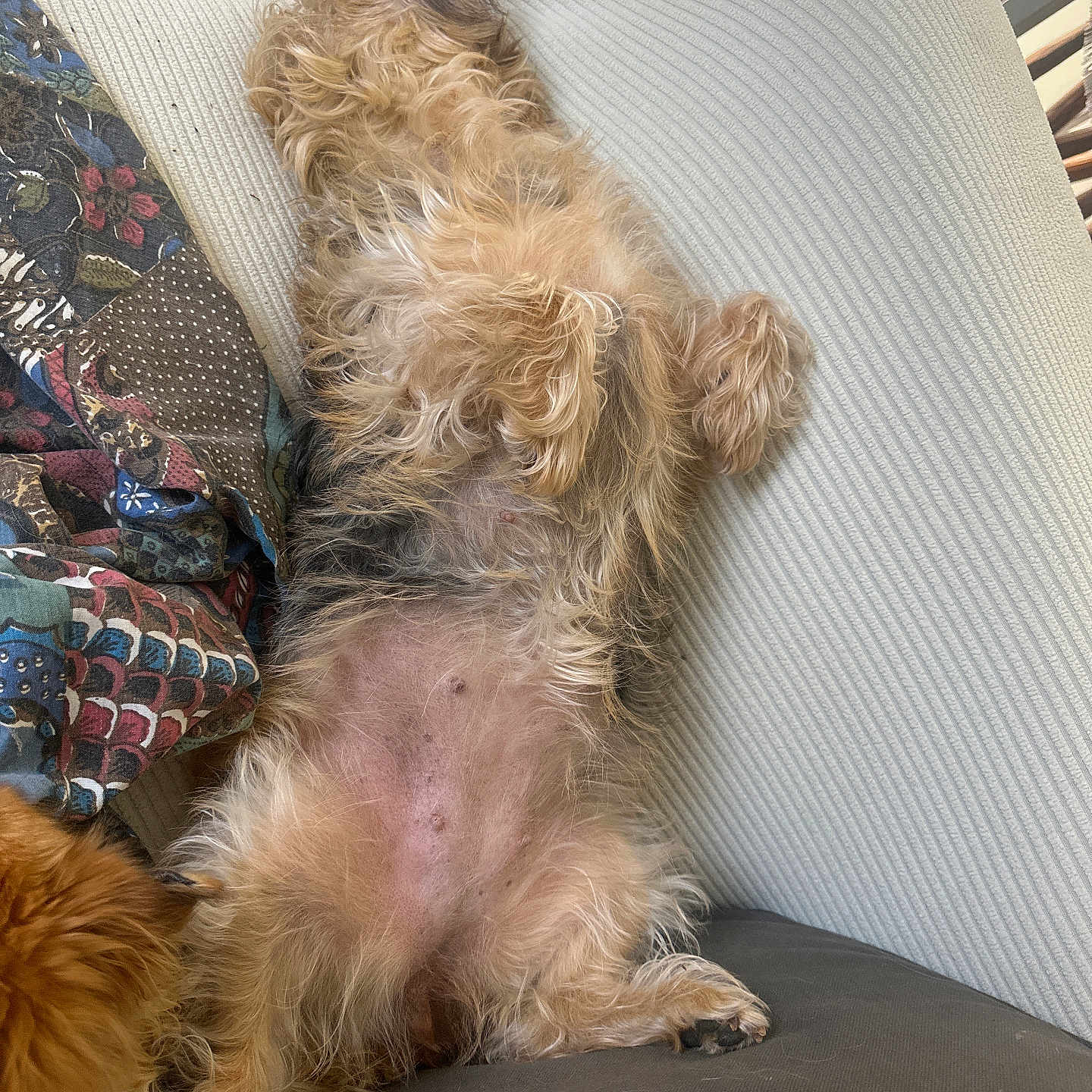 Pouna participe au concours pour gagner de l'argent avec cette photo : dog, couch, blanket, fur, relaxing, nap, indoor, paw, belly, patterned_blanket, cozy, fur_texture, resting, pet, animal, home, comfort, sleeping, curled_paws, soft