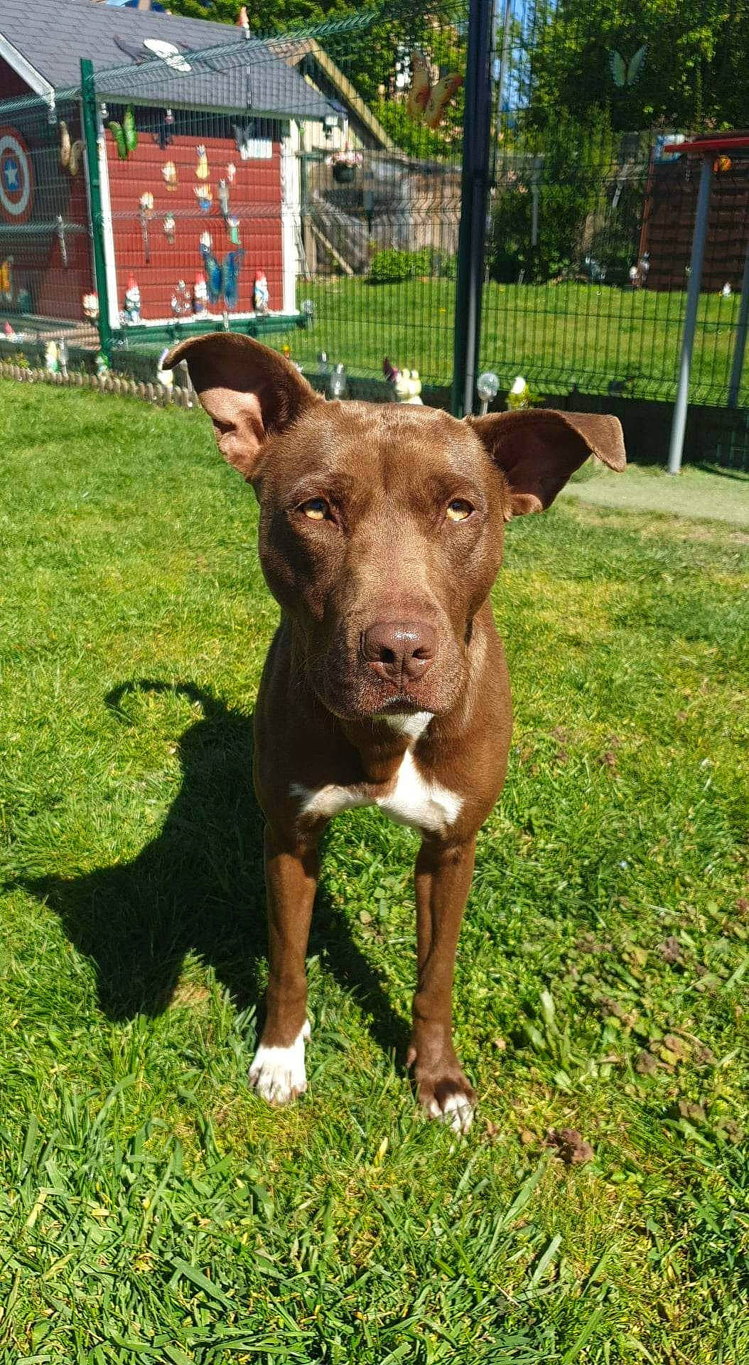 Naya a rejoint le concours — aidez-le/la à gagner de superbes lots ! canidae, carnivore, collar, companion_dog, dog, dog_breed, eye, fawn, fence, grass, human_leg, liver, livestock, plant, snout, sporting_group, tail, terrestrial_animal, whiskers, working_animal