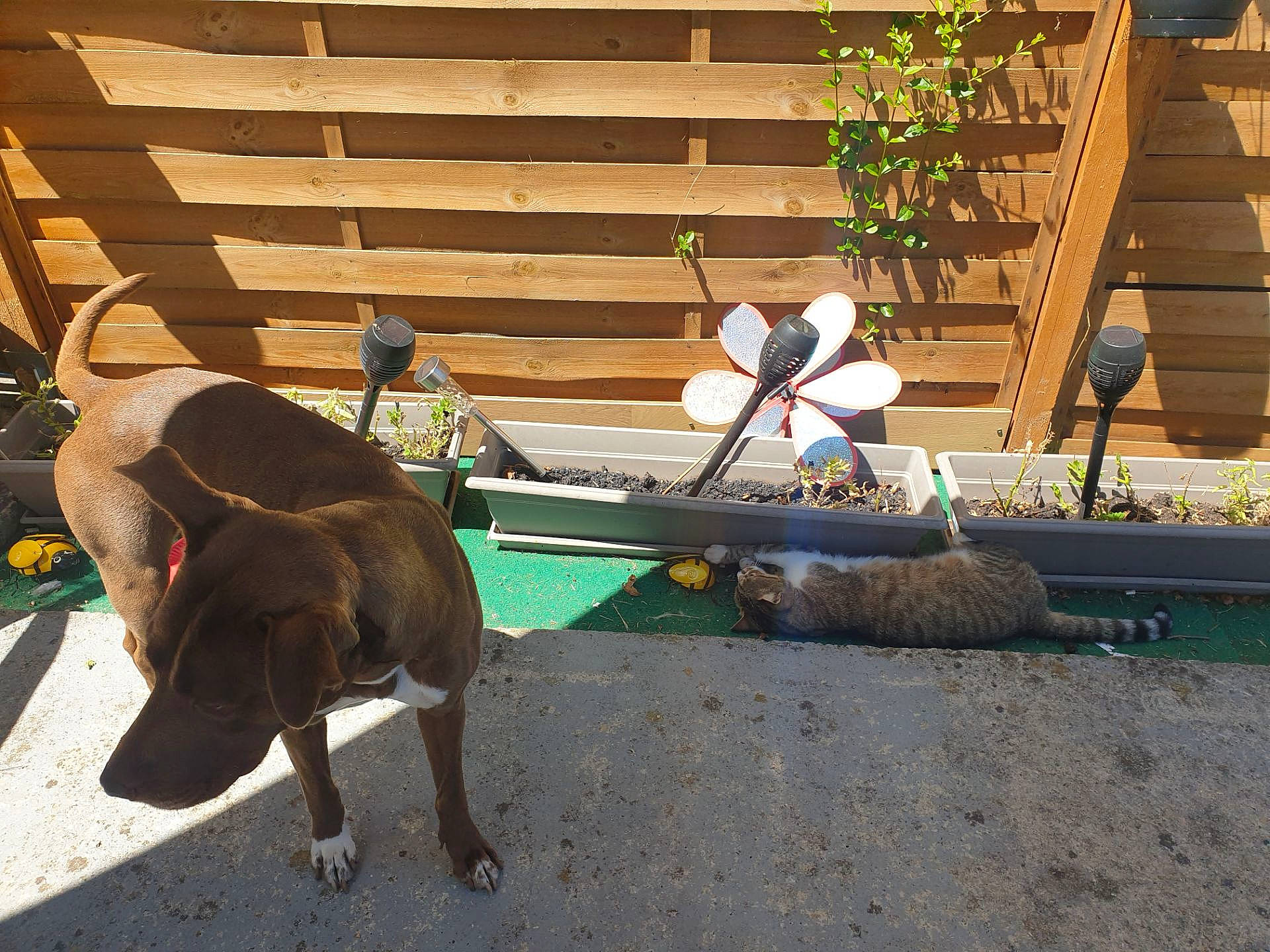 Naya a rejoint le concours — aidez-le/la à gagner de superbes lots ! boats_and_boating_equipment_and_supplies, canidae, carnivore, dog, dog_breed, fashion_accessory, fawn, grass, leash, leisure, outdoor_furniture, pet_supply, plant, road_surface, shade, sidewalk, sporting_group, tail, wood, working_animal