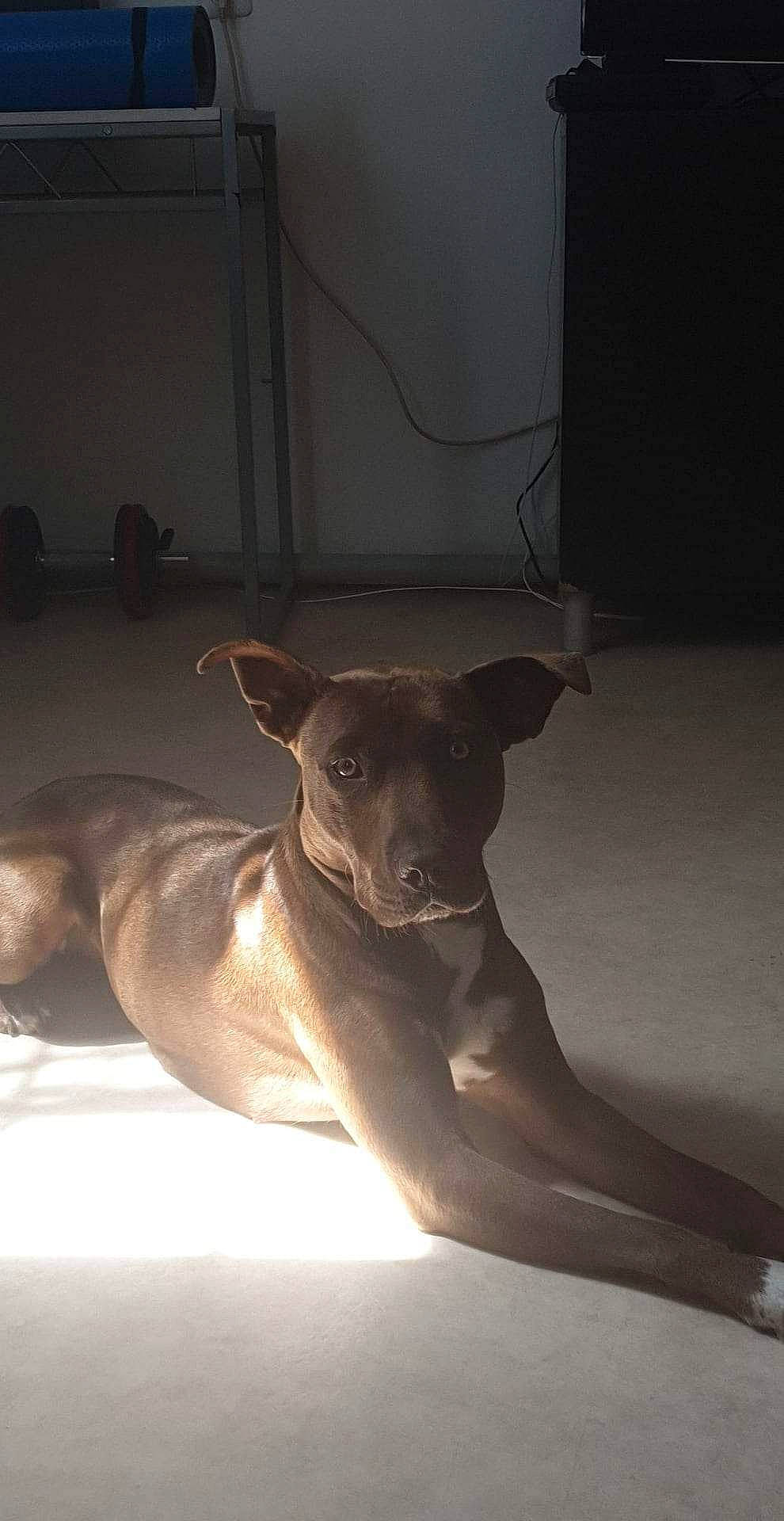 Naya a rejoint le concours — aidez-le/la à gagner de superbes lots ! canidae, carnivore, collar, comfort, companion_dog, dog, dog_breed, dog_collar, fawn, flooring, guard_dog, hardwood, non_sporting_group, snout, sporting_group, tail, toy_dog, whiskers, wood, working_animal