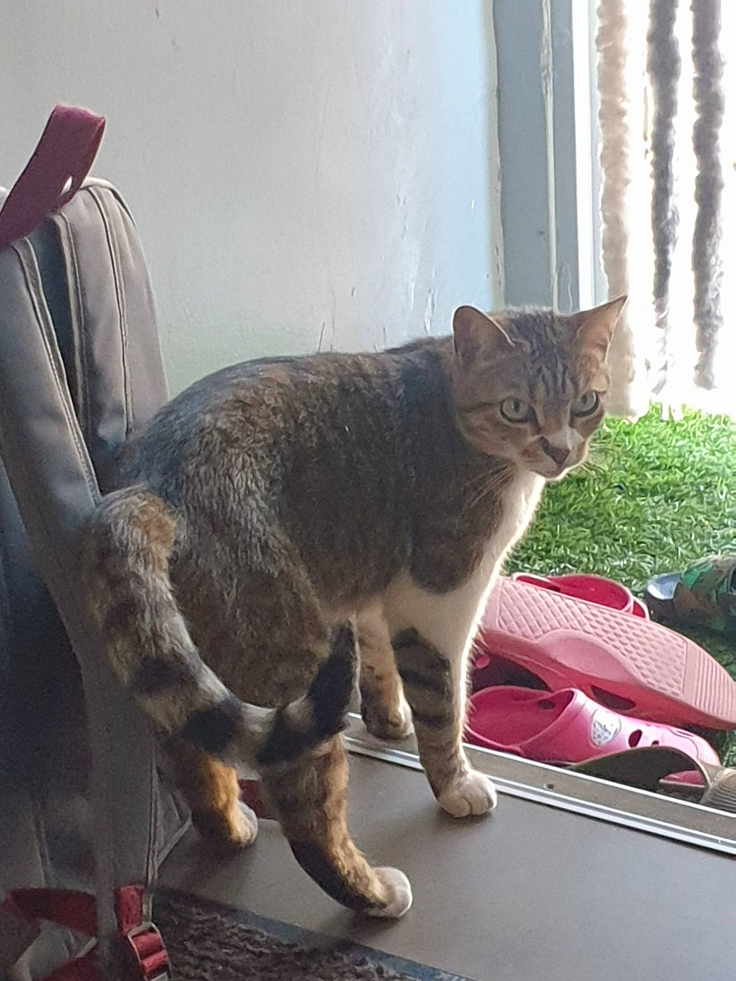 Grisette a rejoint le concours — aidez-le/la à gagner de superbes lots ! carnivore, cat, comfort, domestic_short_haired_cat, felidae, fur, grey, houseplant, luggage_and_bags, paw, plant, sitting, small_to_medium_sized_cats, snout, table, tail, terrestrial_animal, whiskers, window, wood