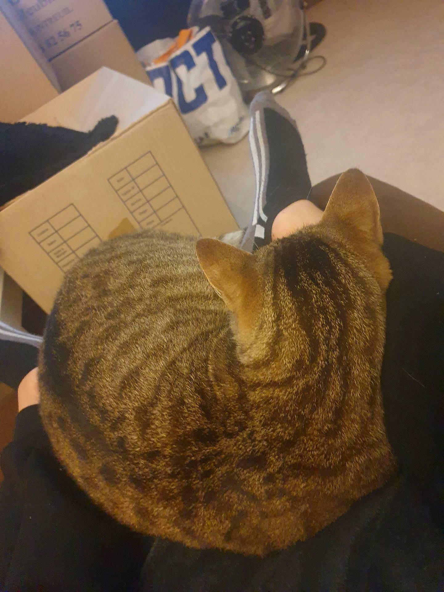 Grisette a rejoint le concours — aidez-le/la à gagner de superbes lots ! cap, cloud, coffee_cup, comfort, cup, eyewear, fashion_accessory, fur, hat, headgear, knit_cap, mug, office_supplies, personal_protective_equipment, tableware, thread, tree, wood, wool, woolen