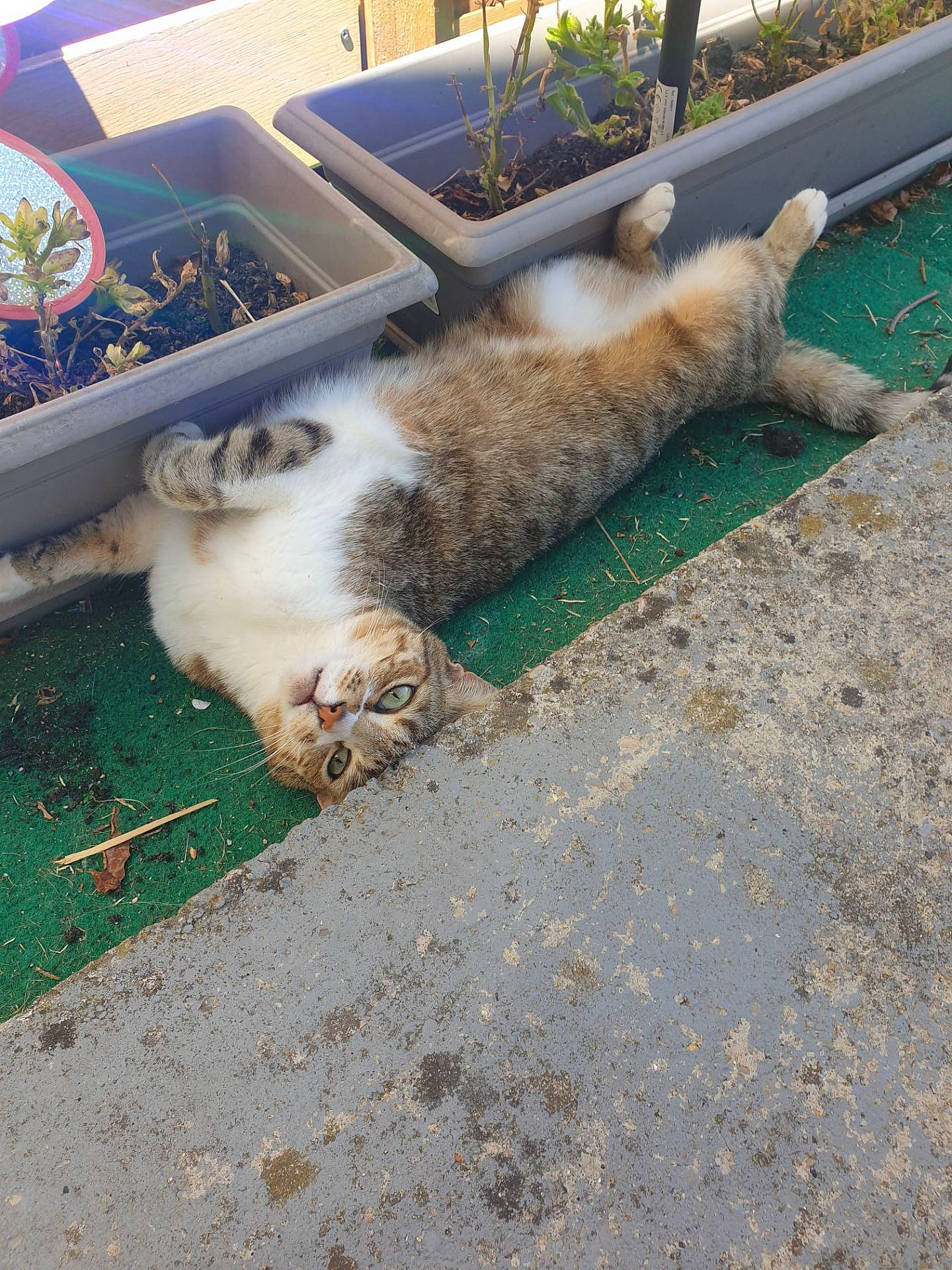 Grisette a rejoint le concours — aidez-le/la à gagner de superbes lots ! asphalt, canidae, carnivore, cat, claw, dog_breed, domestic_short_haired_cat, fawn, felidae, flooring, fur, grass, road_surface, sidewalk, small_to_medium_sized_cats, soil, sporting_group, tail, terrestrial_animal, whiskers