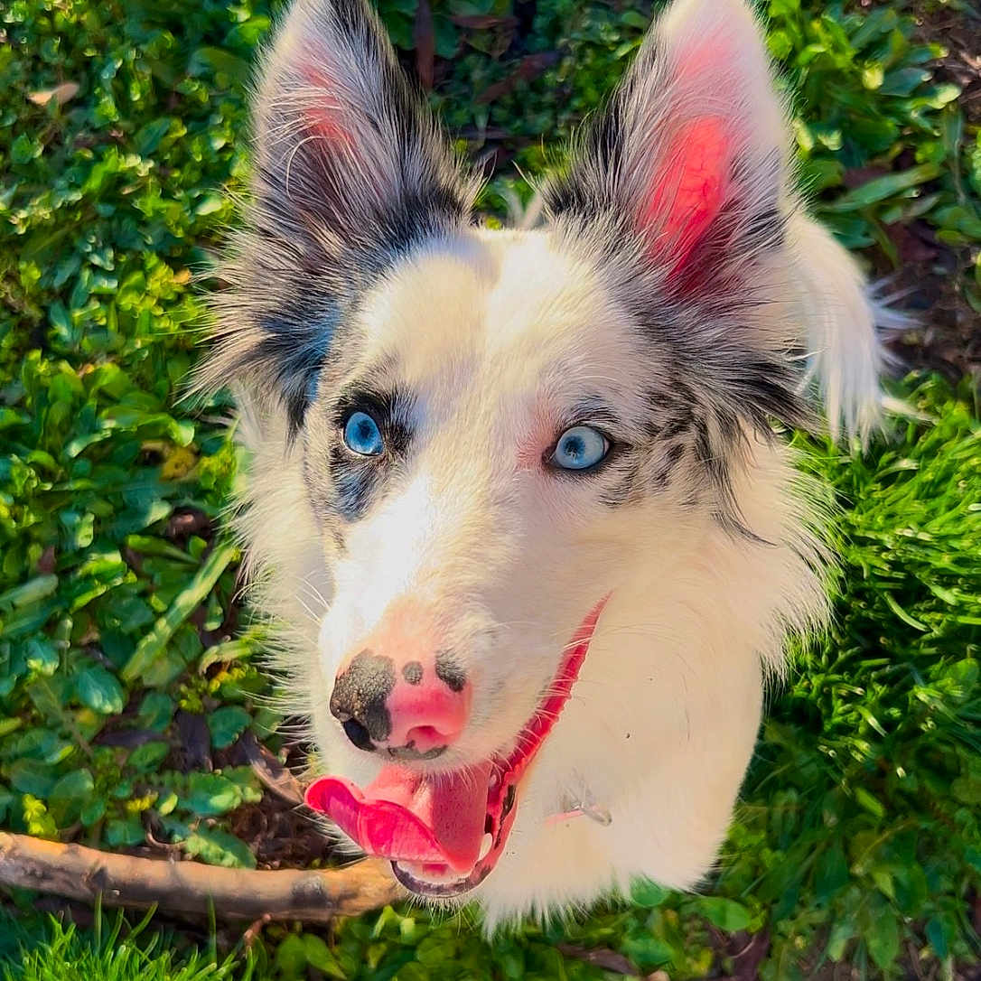 Vanille participe au concours pour gagner de l'argent avec cette photo : animal, canine, dog, face, grass, green, head, herbal, herbs, husky, nature, outdoors, person, pet, photography, plant, puppy, tree, vegetation, whitedog