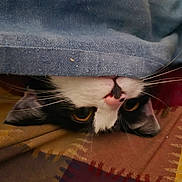 Winnie participe au concours pour gagner de l'argent avec cette photo : animal, black_and_white, blanket, cat, closeup, cozy, curious, ears, eye, fabric, fur, indoor, nose, patterned_cloth, pet, resting, soft, texture, upside_down, whiskers