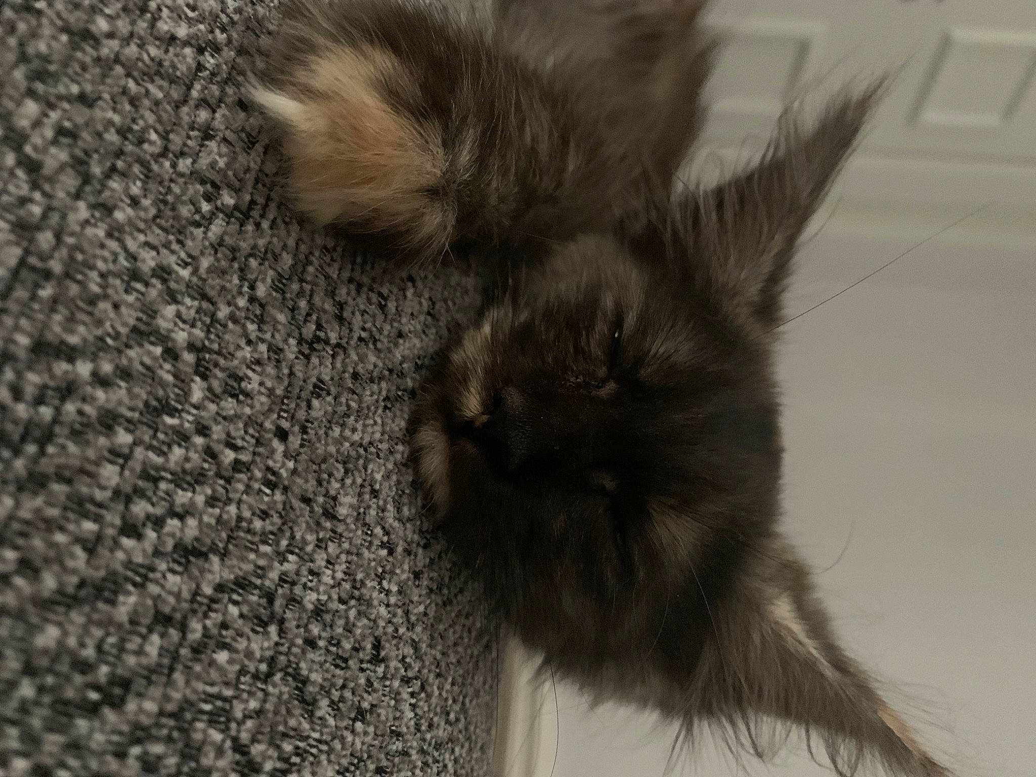 Margot is registered to the contest to win money with this photo: black_cat, canidae, carnivore, cat, claw, dog_breed, eye, felidae, flooring, fur, liver, monochrome, monochrome_photography, paw, small_to_medium_sized_cats, snout, tail, terrestrial_animal, whiskers