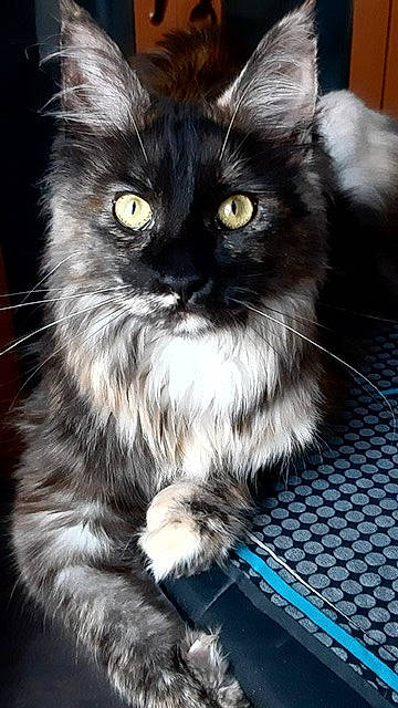 Margot is registered to the contest to win money with this photo: automotive_tire, british_longhair, carnivore, cat, claw, domestic_short_haired_cat, felidae, fur, grey, iris, paw, plant, sitting, small_to_medium_sized_cats, snout, tail, terrestrial_animal, whiskers