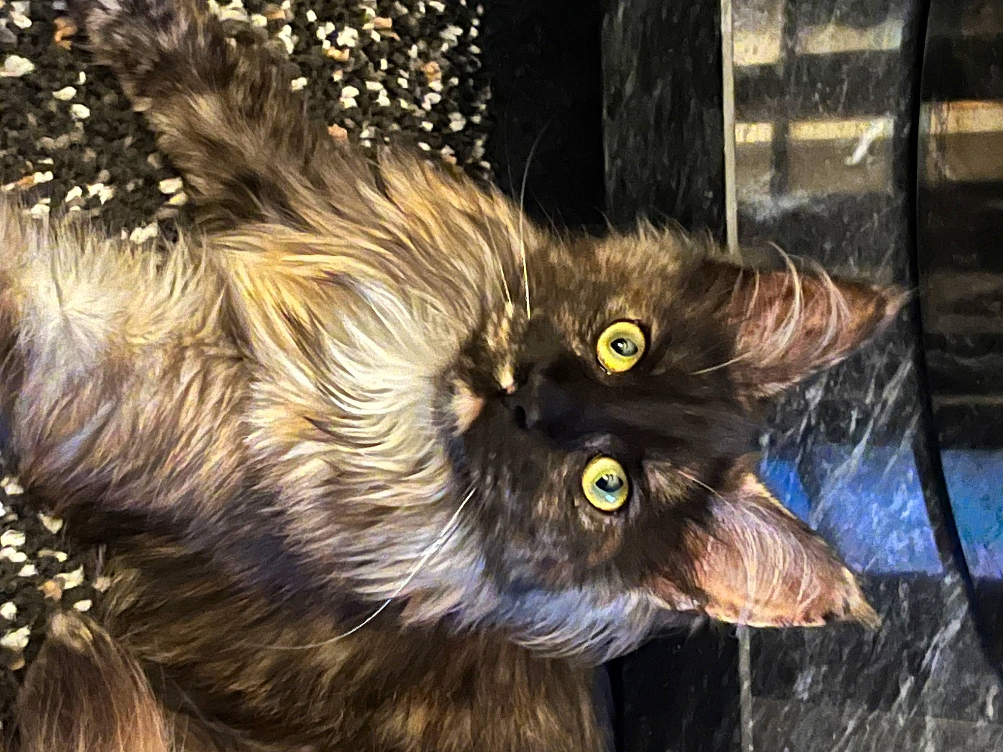 Margot joined the competition — help win amazing prizes! black_cat, canidae, carnivore, cat, claw, dog_breed, domestic_short_haired_cat, eye, fawn, felidae, fur, liver, small_to_medium_sized_cats, snout, tail, terrestrial_animal, whiskers, wildlife