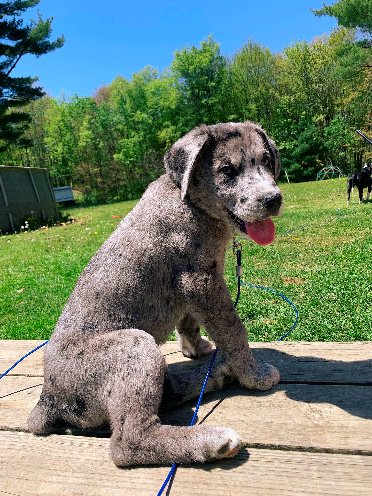 Boog joined the competition — help win amazing prizes! art, carnivore, companion_dog, dog, dog_breed, fawn, garden, grass, great_dane, metal, plant, sculpture, sky, snout, sporting_group, tail, terrestrial_animal, tree, working_animal, working_dog