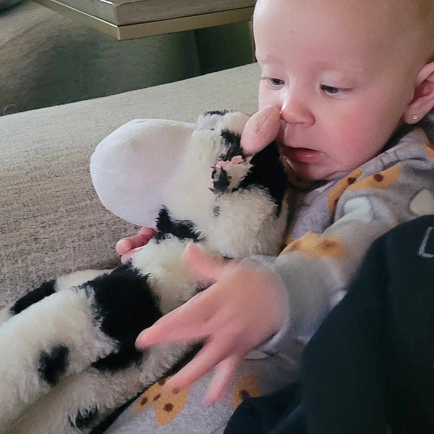 Layla joined the competition — help win amazing prizes! animal, architecture, baby, bodypart, building, canine, couch, cushion, face, finger, furniture, hand, head, homedecor, indoors, livingroom, person, photography, portrait, room