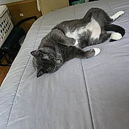 Belle joined the competition — help win amazing prizes! cat, gray_cat, white_paws, bed, comforter, indoor, relaxed, lying_down, feline, pet, whiskers, fur, paw, sleepy, cozy, blanket, furniture, laundry_basket, clothes, home