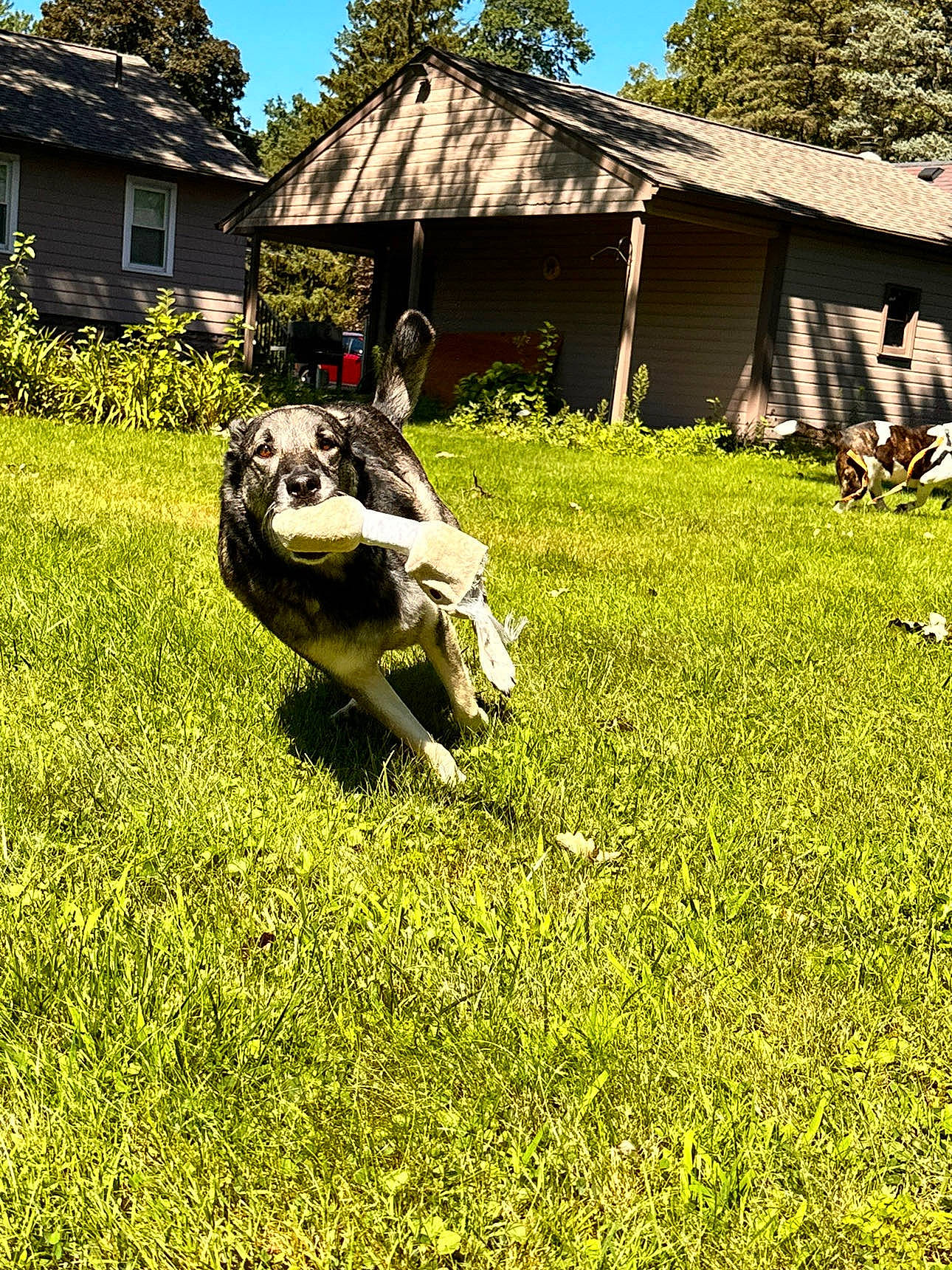 Axel Ottney joined the competition — help win amazing prizes! cottage, garden, grass, grassland, groundcover, house, landscape, lawn, lawn_ornament, leisure, meadow, pasture, people_in_nature, plant, prairie, sky, terrestrial_animal, tree, window, working_animal