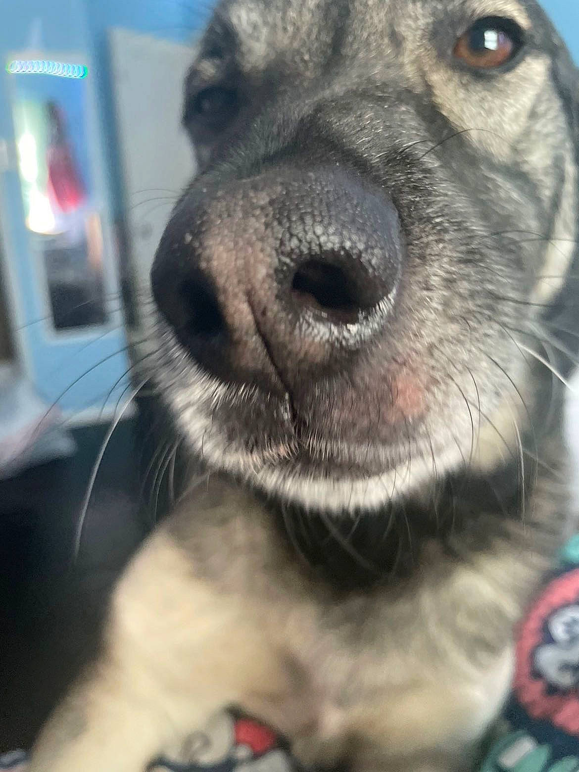 Axel Ottney joined the competition — help win amazing prizes! canidae, carnivore, collar, companion_dog, dog, dog_breed, dog_collar, ear, eyelash, fur, leash, mammal, metal, pet_supply, selfie, smile, snout, sporting_group, whiskers, working_animal