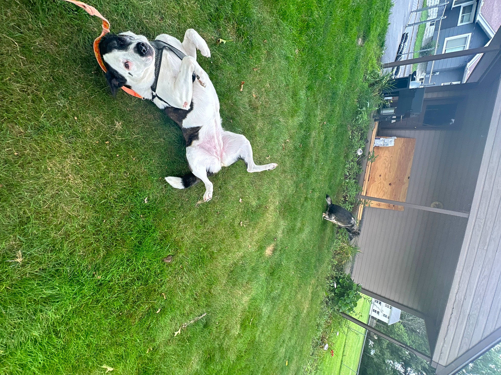 Axel Ottney is registered to the contest to win money with this photo: birds_eye_view, canidae, carnivore, companion_dog, dog, dog_breed, fawn, grass, guard_dog, landscape, lawn, leisure, plant, recreation, sidewalk, sporting_group, tail, tree, urban_design, yard