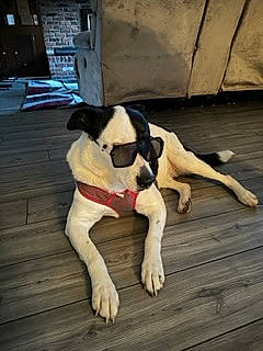 Pixie Ottney joined the competition — help win amazing prizes! canidae, carnivore, companion_dog, dog, dog_breed, dog_collar, dog_supply, fawn, floor, flooring, fur, hardwood, human_leg, paw, pet_supply, snout, sporting_group, tail, wood, working_animal