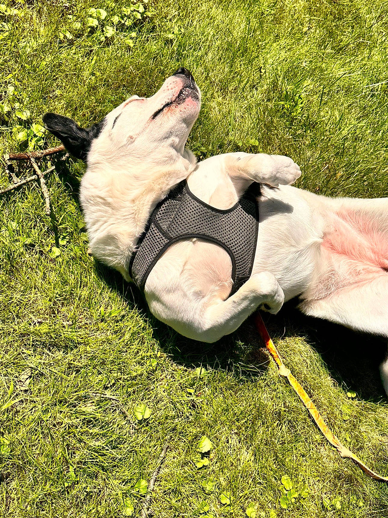 Pixie Ottney joined the competition — help win amazing prizes! carnivore, companion_dog, dog, dog_breed, fawn, foot, gesture, grass, grass_family, grassland, happy, human_leg, knee, lawn, leisure, people_in_nature, plant, sporting_group, tail, terrestrial_animal