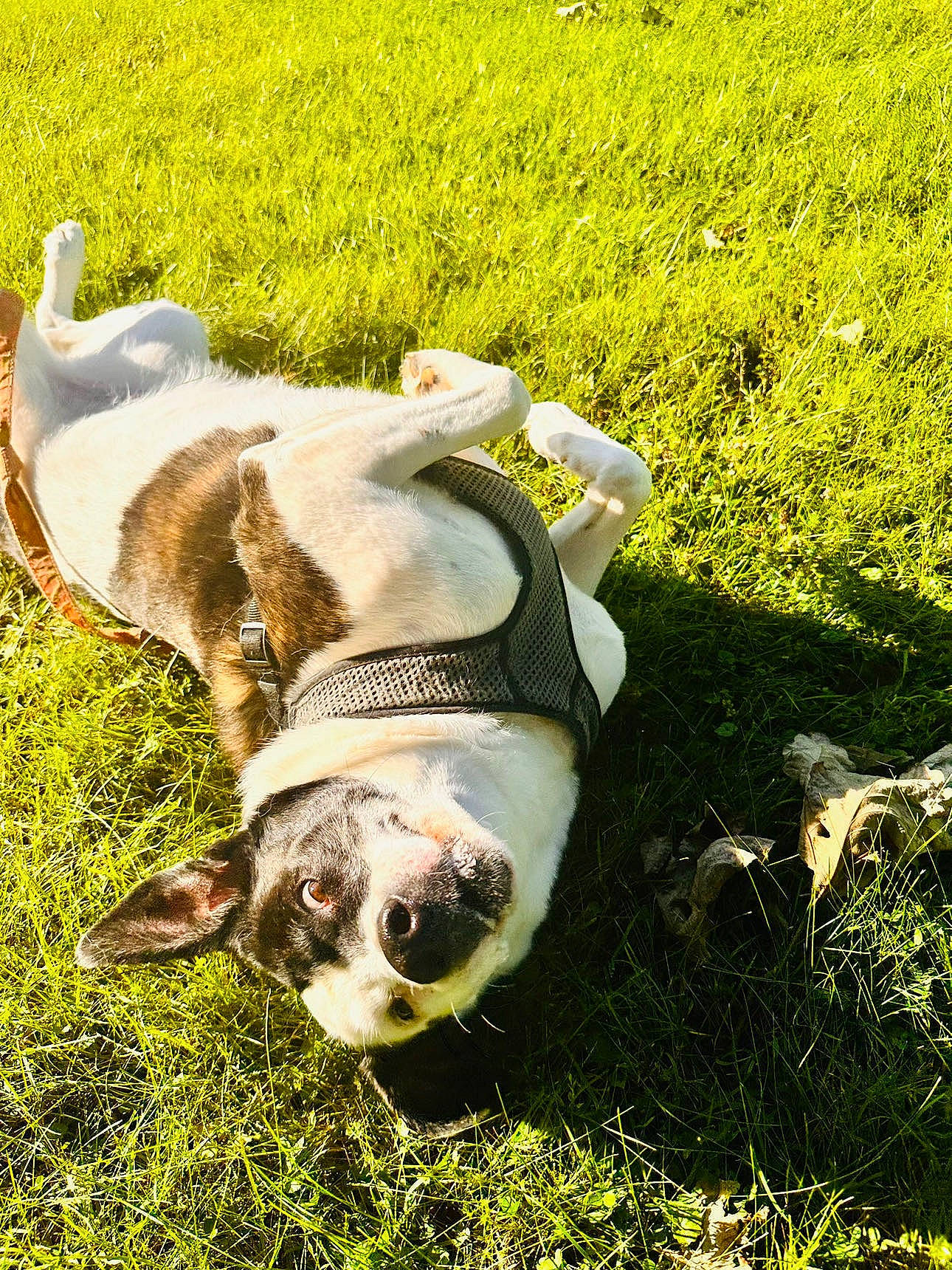 Pixie Ottney joined the competition — help win amazing prizes! canidae, carnivore, companion_dog, dog, dog_breed, fawn, field, grass, grassland, groundcover, non_sporting_group, pasture, people_in_nature, plant, snout, soil, sporting_group, tail, terrestrial_animal, working_animal