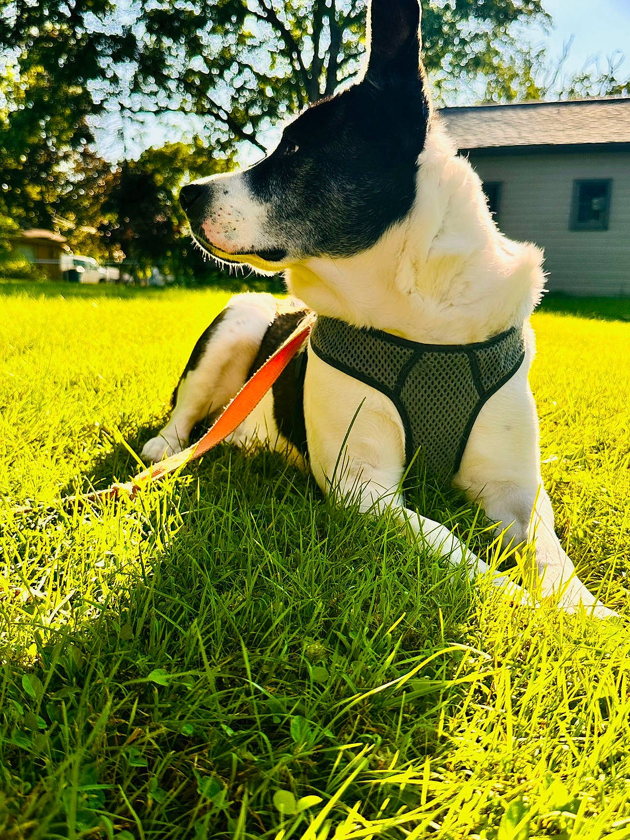 Pixie Ottney is registered to the contest to win money with this photo: carnivore, companion_dog, dog, dog_breed, dog_collar, dog_supply, fawn, grass, grassland, happy, human_leg, lawn, people_in_nature, plant, sitting, sky, tail, tree, window, working_animal