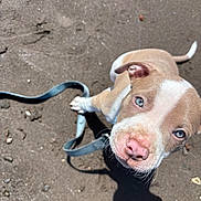 Oz is registered to the contest to win money with this photo: animal, blue_eyes, brown_and_white, canine, close_up, curious, cute, dog, ears, leash, looking_up, outdoor, pet, pink_nose, playing, puppy, sand, shadow, sunlight, young_dog
