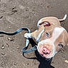 animal, blue_eyes, brown_and_white, canine, close_up, curious, cute, dog, ears, leash, looking_up, outdoor, pet, pink_nose, playing, puppy, sand, shadow, sunlight, young_dog