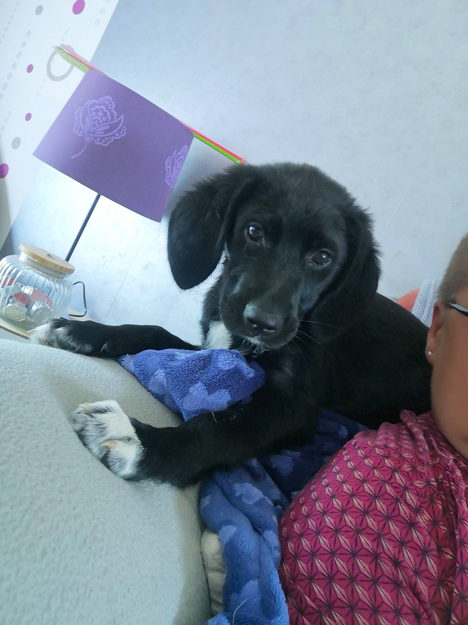 Téna a rejoint le concours — aidez-le/la à gagner de superbes lots ! borador, carnivore, comfort, companion_dog, dog, dog_breed, dog_supply, electric_blue, fur, guard_dog, magenta, purple, sitting, sporting_group