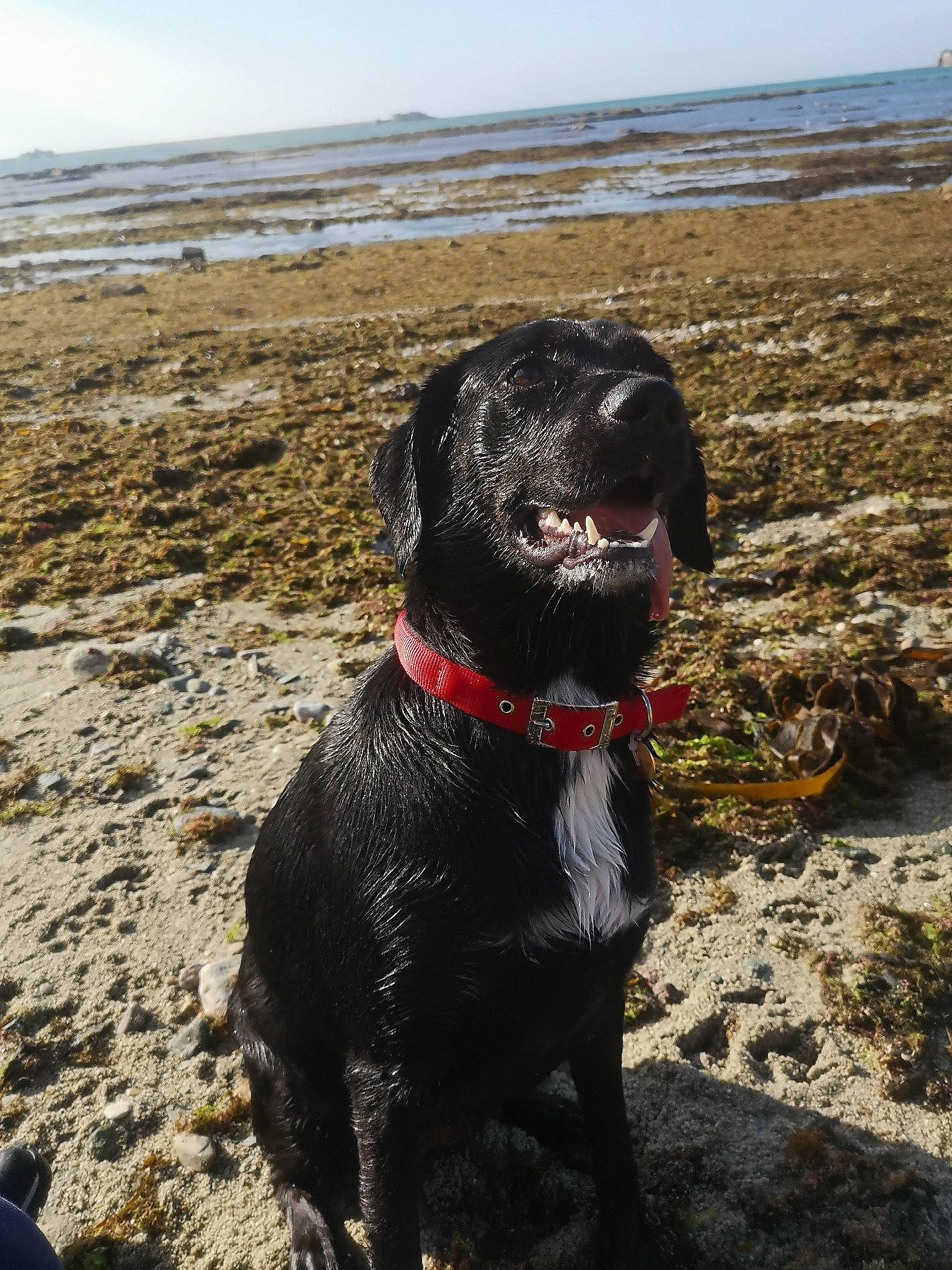 Téna a rejoint le concours — aidez-le/la à gagner de superbes lots ! adventure, borador, canidae, carnivore, collar, dog, dog_breed, dog_collar, gun_dog, hunting_dog, leash, liver, sky, snout, soil, sporting_group, terrestrial_animal, water, working_animal, working_dog