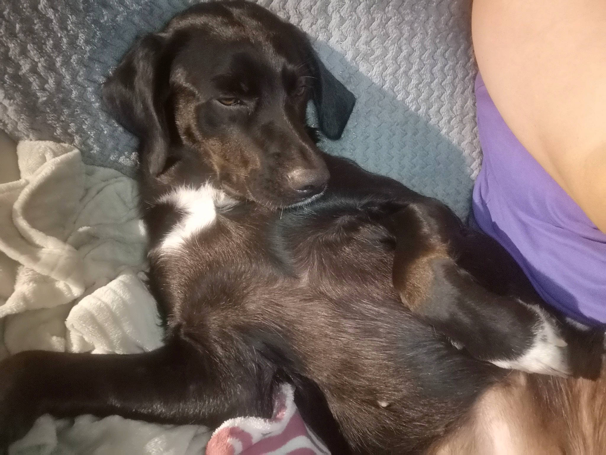 Téna participe au concours pour gagner de l'argent avec cette photo : borador, canidae, carnivore, comfort, companion_dog, dog, dog_breed, ear, fur, gun_dog, hunting_dog, liver, paw, puppy, sporting_group, terrestrial_animal, working_animal