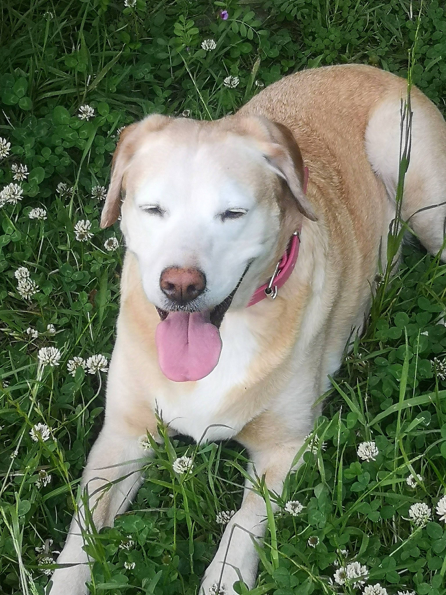 Hyris a rejoint le concours — aidez-le/la à gagner de superbes lots ! canidae, carnivore, chair, collar, companion_dog, dog, dog_breed, dog_collar, fawn, flower, grass, gun_dog, herb, herbaceous_plant, labrador_retriever, plant, snout, sporting_group, tail, whiskers