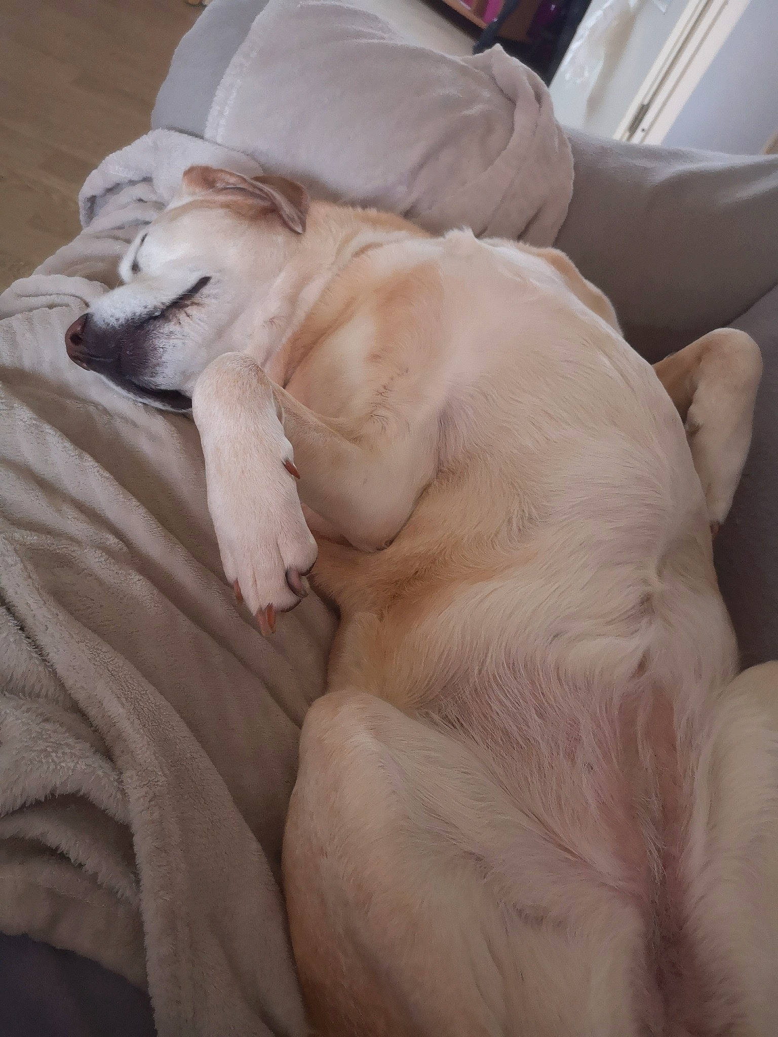 Hyris participe au concours pour gagner de l'argent avec cette photo : canidae, carnivore, comfort, companion_dog, dog, dog_breed, fang, fawn, fur, guard_dog, linens, nap, paw, sleep, sporting_group, tail, whiskers, working_animal