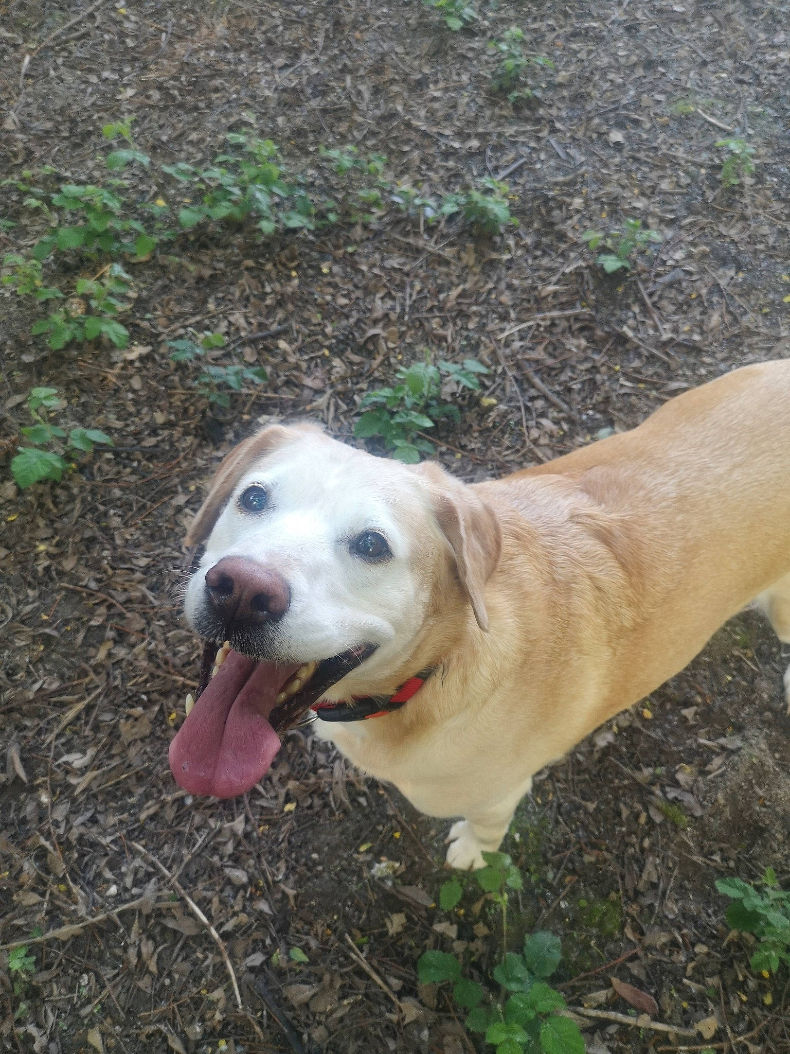 Hyris a rejoint le concours — aidez-le/la à gagner de superbes lots ! adventure, canidae, carnivore, collar, companion_dog, dog, dog_breed, fawn, grass, hunting_dog, labrador_retriever, livestock_guardian_dog, plant, snout, soil, sporting_group, tree, working_animal, working_dog