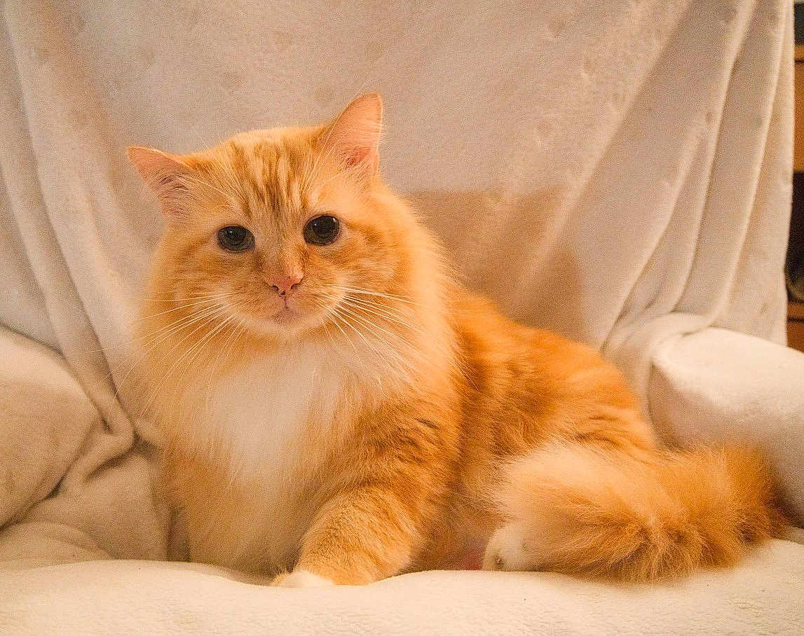 Rouxy participe au concours pour gagner de l'argent avec cette photo : cat, orange_cat, long_hair, feline, pet, whiskers, fur, tail, paw, eyes, sitting, cozy, indoor, portrait, sofa, blanket, chair, close_up, cute, relaxed