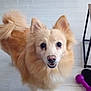 Malia participe au concours pour gagner de l'argent avec cette photo : animal, canine, chow, collie, dog, eskimodog, furniture, goldenretriever, husky, machine, person, pet, plywood, puppy, table, wheel, wood