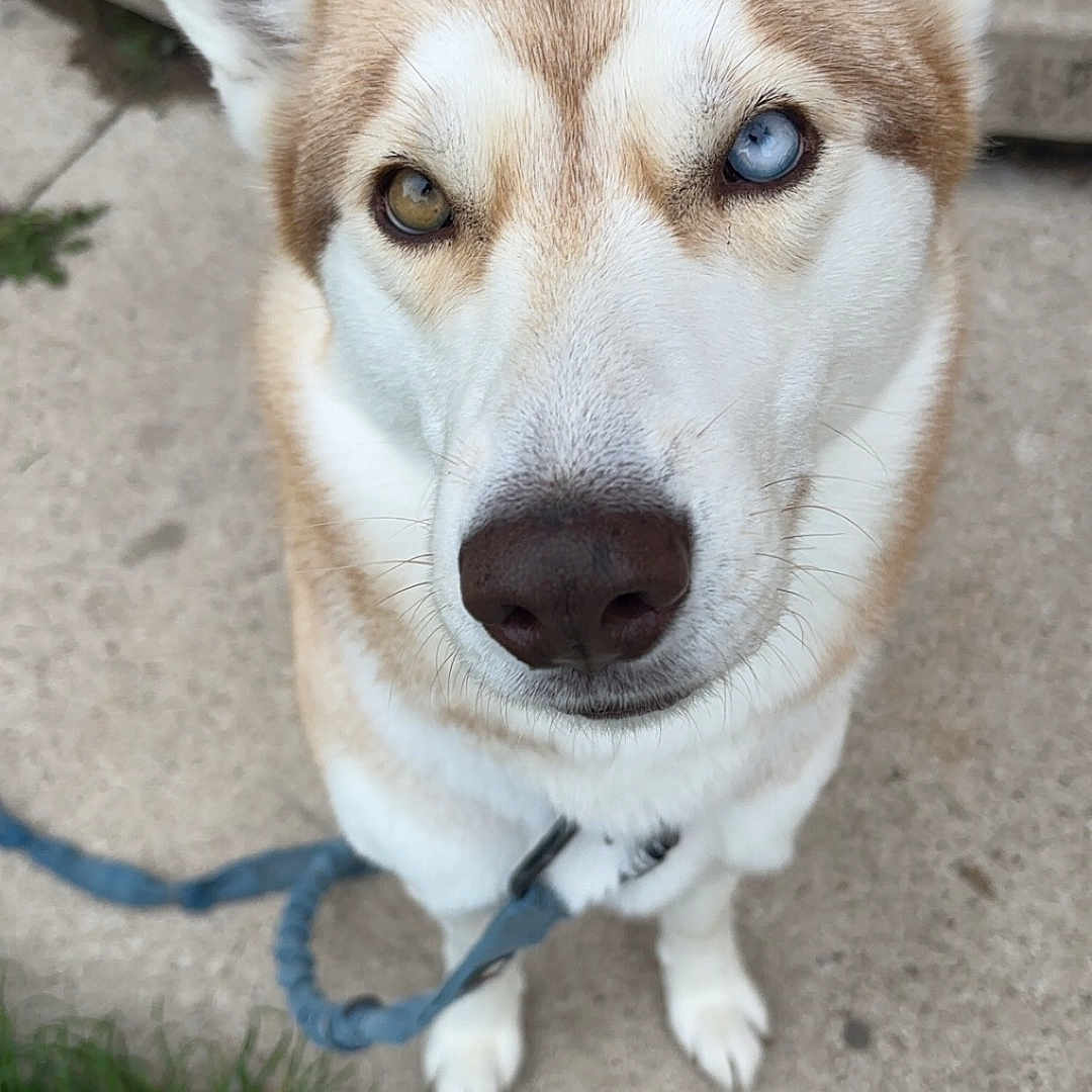 Yana participe au concours pour gagner de l'argent avec cette photo : accessories, animal, canine, dog, eskimodog, flagstone, hound, husky, leash, path, pet, puppy, snout, strap, walkway, whitedog