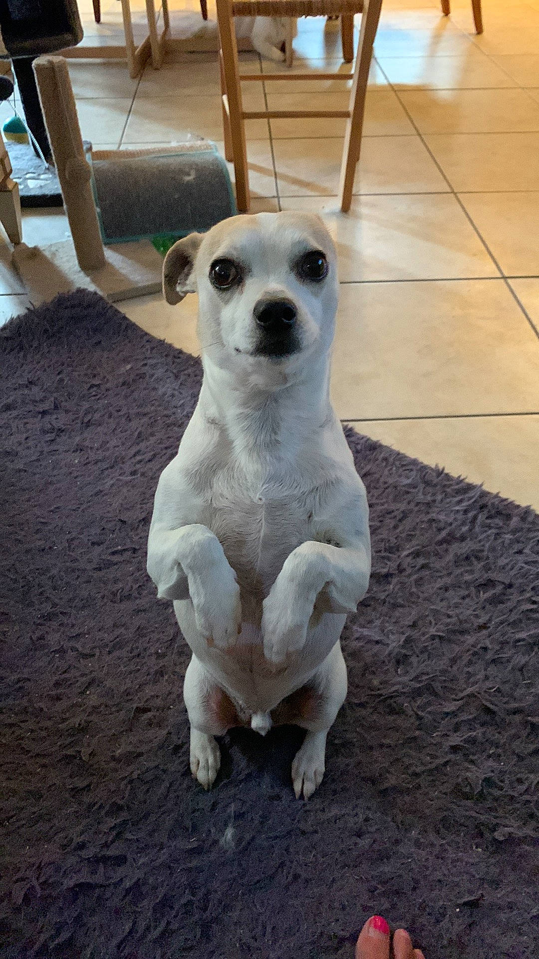 Milo is registered to the contest to win money with this photo: bone, canidae, carnivore, companion_dog, dog, dog_breed, dog_supply, fawn, flooring, grey, paw, pet_supply, snout, sporting_group, tail, terrestrial_animal, toy_dog, whiskers, wood, working_animal