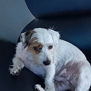 Sweety participe au concours pour gagner de l'argent avec cette photo : dog, pet, indoor, couch, leather, white, brown, small_dog, relaxed, animal, fur, paw, ears, face, sitting, domestic_animal, cute, companion, resting, home
