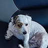 dog, pet, indoor, couch, leather, white, brown, small_dog, relaxed, animal, fur, paw, ears, face, sitting, domestic_animal, cute, companion, resting, home
