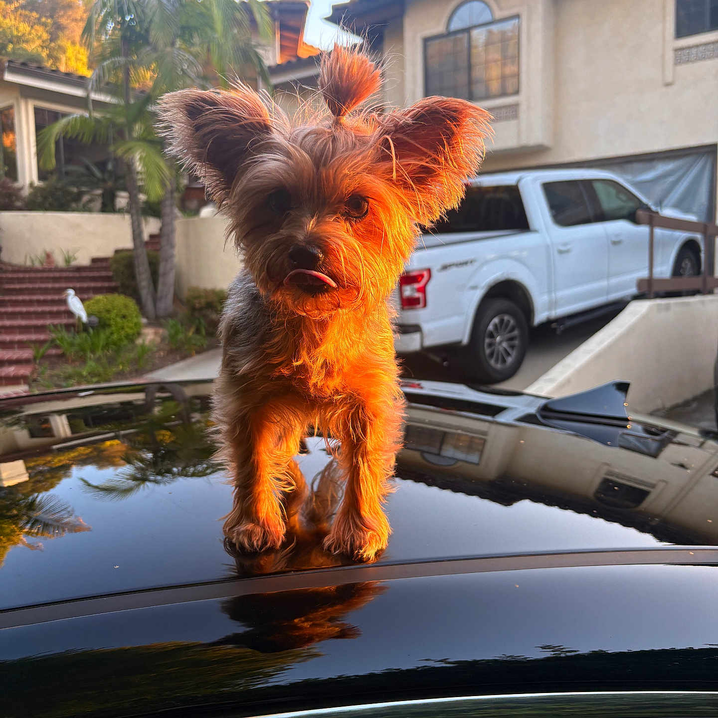 Lilly is registered to the contest to win money with this photo: car_roof, cute, daylight, dog, ears, fur, garden, house, outdoor, pet, plants, playful, reflection, residential, small_dog, suburban, sunlight, tongue, truck, window
