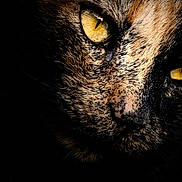 Titi a rejoint le concours — aidez-le/la à gagner de superbes lots ! cat, close_up, animal, feline, yellow_eyes, fur, whiskers, portrait, dark_background, intense_gaze, mammal, no_human, pet, wildlife, macro, texture, face, nose, eye, black