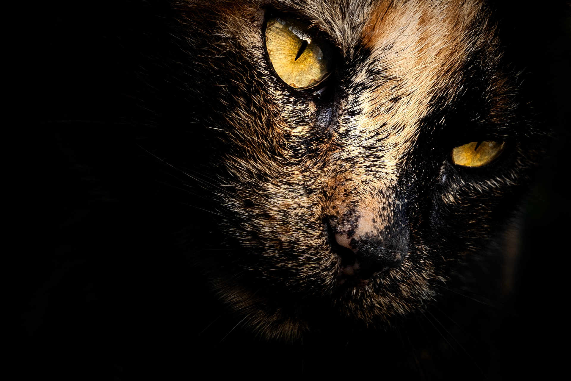 Titi a rejoint le concours — aidez-le/la à gagner de superbes lots ! cat, close_up, animal, feline, yellow_eyes, fur, whiskers, portrait, dark_background, intense_gaze, mammal, no_human, pet, wildlife, macro, texture, face, nose, eye, black