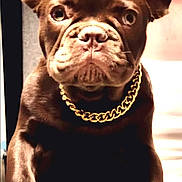 Benny is registered to the contest to win money with this photo: dog, french_bulldog, brown_dog, pet, gold_chain, portrait, closeup, animal, cute, stoic, indoor, paw, ears, wrinkles, face, canine, pet_accessory, looking_at_camera, domestic_animal, companion