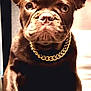dog, french_bulldog, brown_dog, pet, gold_chain, portrait, closeup, animal, cute, stoic, indoor, paw, ears, wrinkles, face, canine, pet_accessory, looking_at_camera, domestic_animal, companion