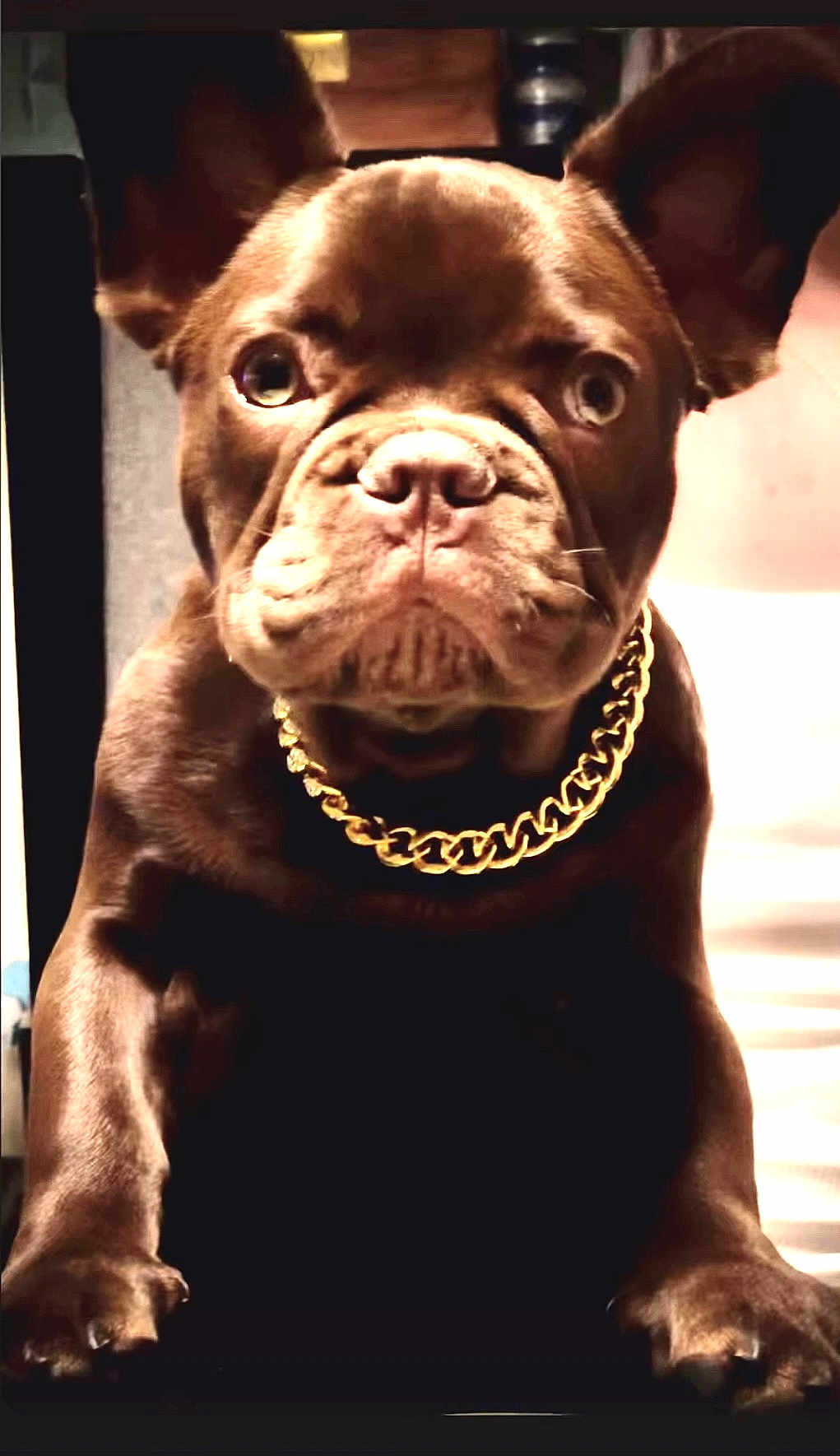 Benny is registered to the contest to win money with this photo: dog, french_bulldog, brown_dog, pet, gold_chain, portrait, closeup, animal, cute, stoic, indoor, paw, ears, wrinkles, face, canine, pet_accessory, looking_at_camera, domestic_animal, companion