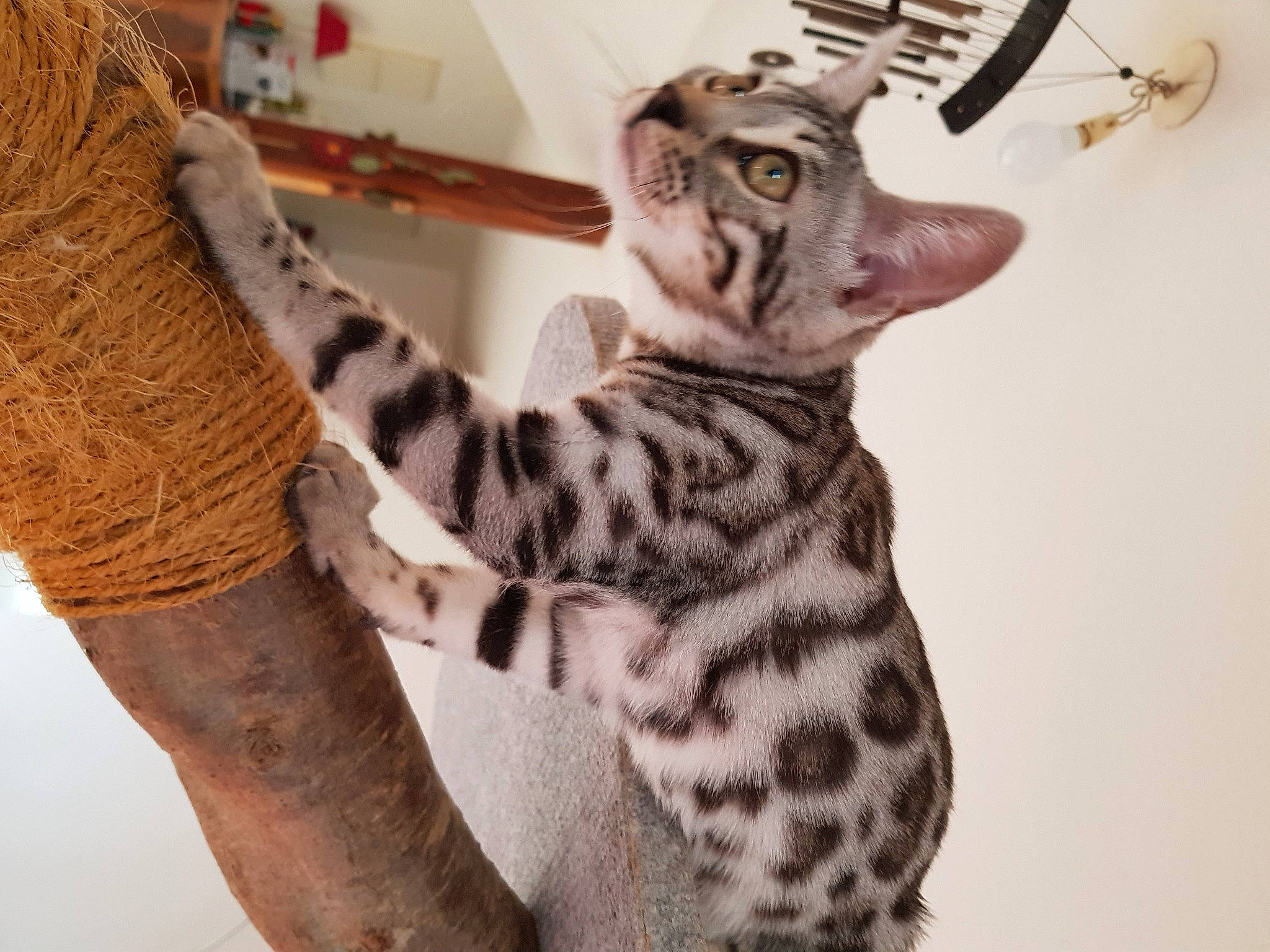 Olympe participe au concours pour gagner de l'argent avec cette photo : big_cats, carnivore, cat, eye, fawn, felidae, fur, giraffidae, head, mammal, military_camouflage, small_to_medium_sized_cats, snout, stuffed_toy, tail, terrestrial_animal, toy, whiskers, wildlife, wood