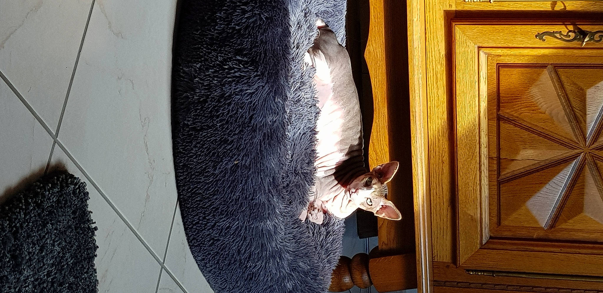 Moby a rejoint le concours — aidez-le/la à gagner de superbes lots ! art, canidae, door, fawn, felidae, fish, fur, glass, heat, home_door, metal, rat, small_to_medium_sized_cats, tail, visual_arts, water, whiskers, window, wood