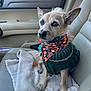 animal, autumn, bandana, brown_fur, car, collar, cozy, cute, dog, door, indoor, leather_seat, looking_away, pet, seat, seatbelt_buckle, small_dog, sweater, towel, window