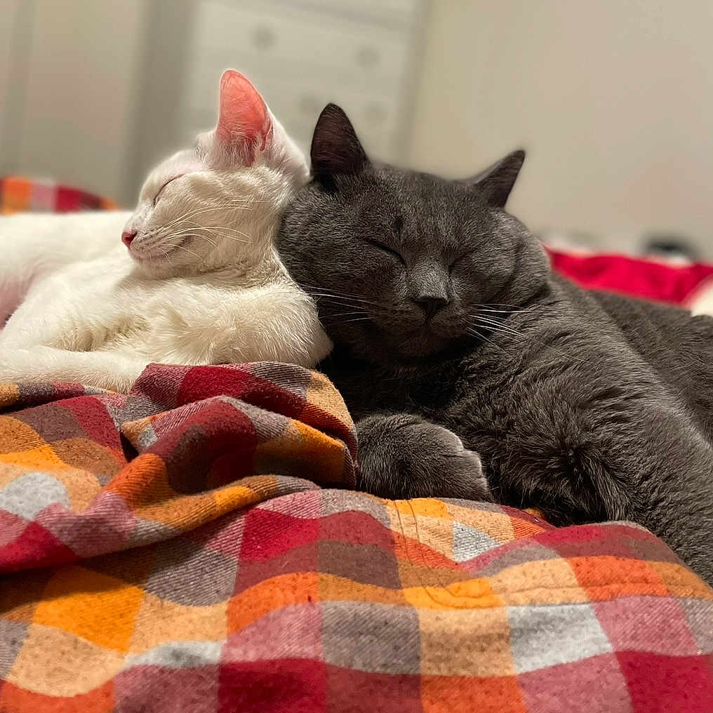 Chinese And Astroid is registered to the contest to win money with this photo: animal, bedroom, blanket, cat, checkered, closeup, companion, cozy, cute, friendship, fur, gray_cat, indoor, pets, relaxation, resting, sleeping, soft, warm, white_cat