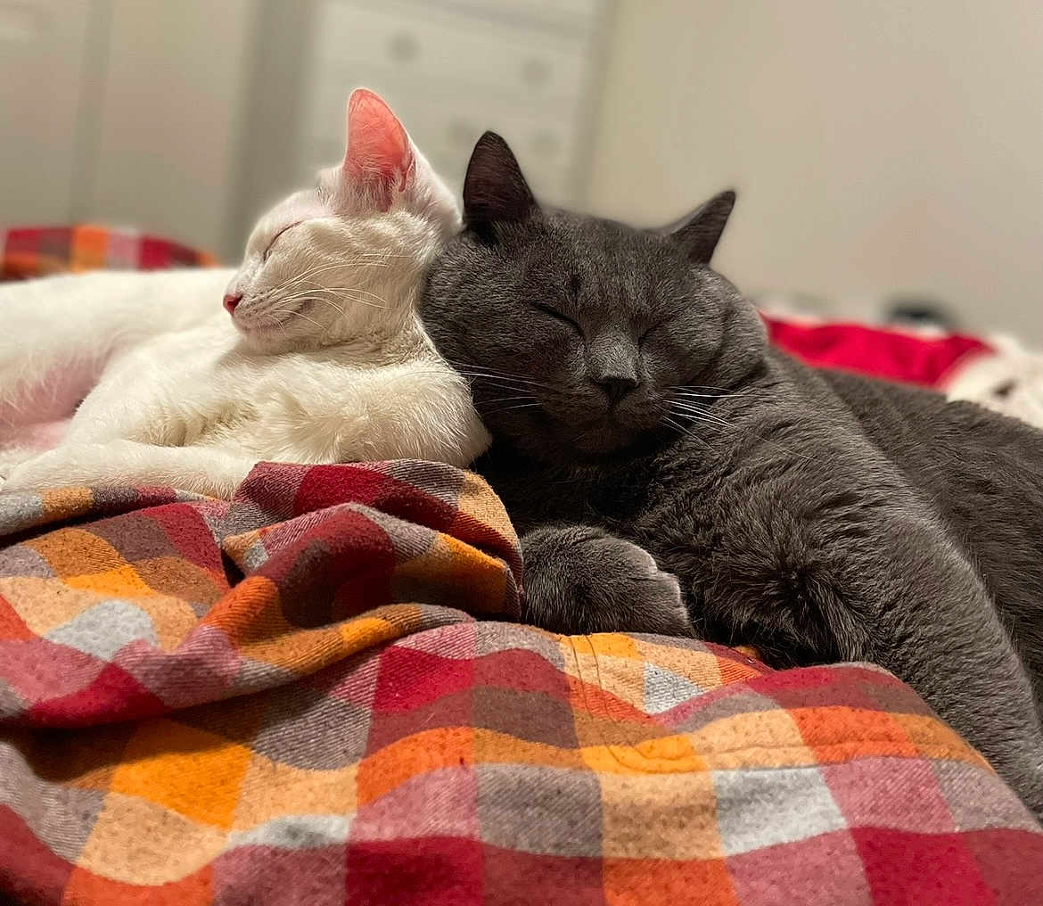 Chinese And Astroid is registered to the contest to win money with this photo: animal, bedroom, blanket, cat, checkered, closeup, companion, cozy, cute, friendship, fur, gray_cat, indoor, pets, relaxation, resting, sleeping, soft, warm, white_cat